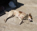 Λευκάδα: Πυροβόλησε, σκότωσε και πέταξε στα σκουπίδια τον σκύλο